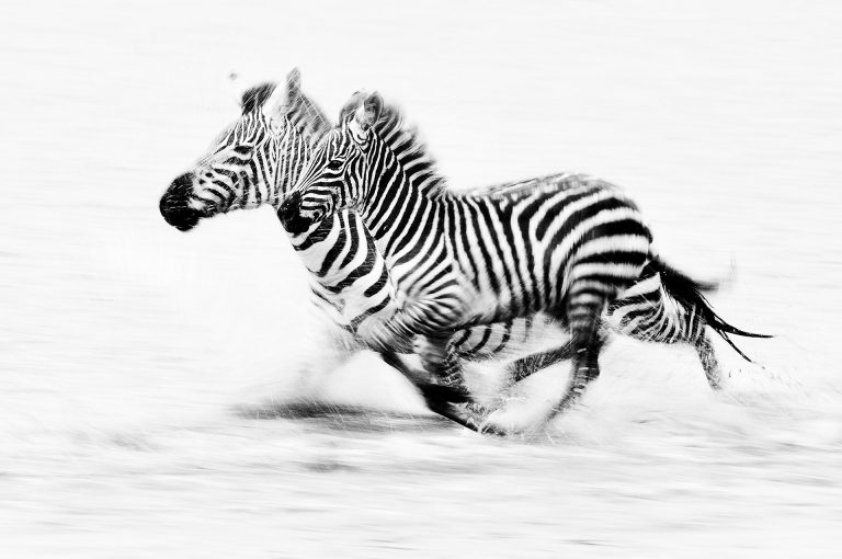 Rennende zebra merrie met veulen, in zwart wit en meegetrokken met lange sluitertijd.