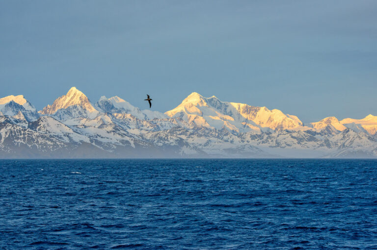 Albatros voor besneeuwde kust van South Georgia