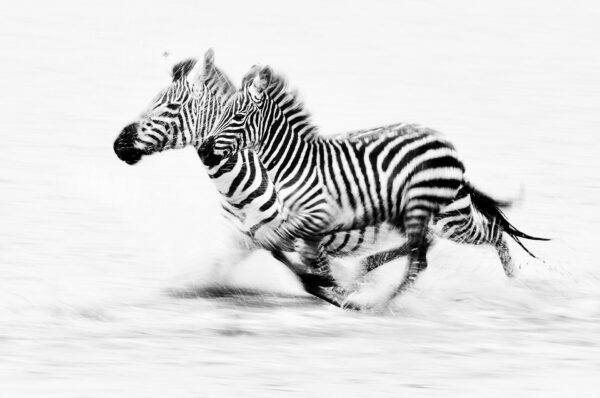 Running zebras