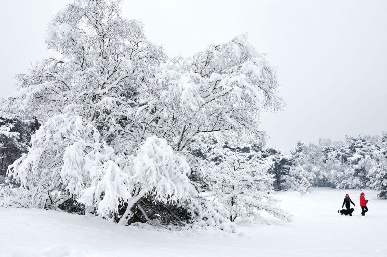 Snow tree and walkers in Lange Duinen