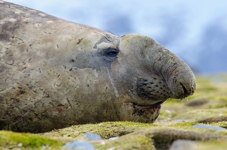 Southern elephant seal