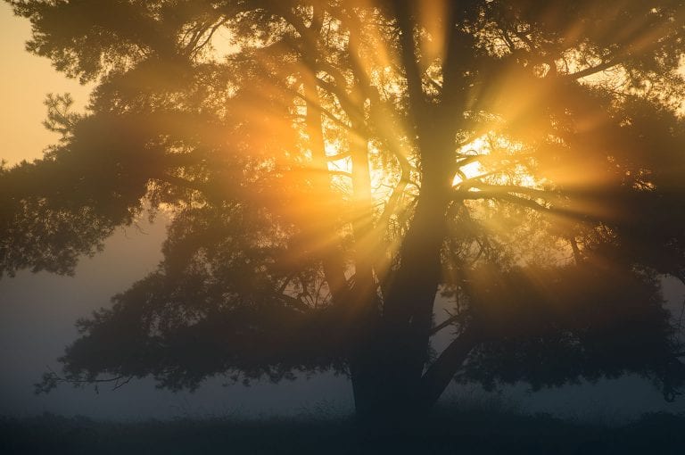 Sunrise behind a tree at Lage Vuursche