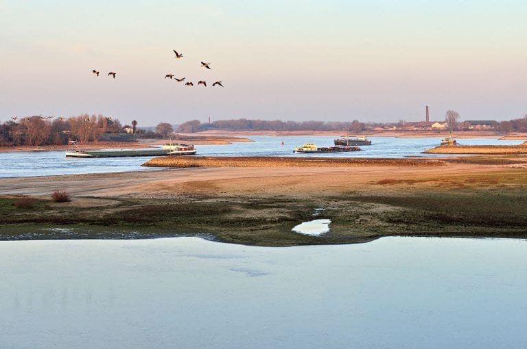 The river Waal at Millingerwaard with flying geese and cargo ships
