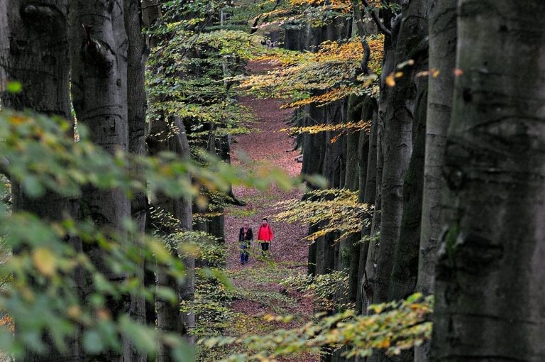 Walkers in Veluwezoom National Park