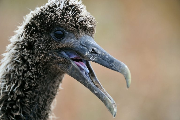 Waved albatross young chick