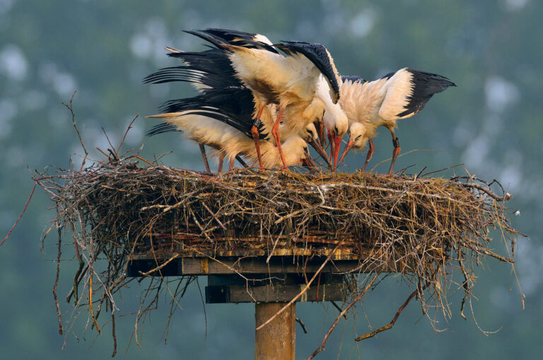 White storks on nest