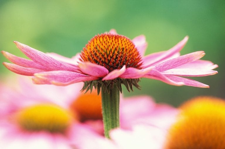 Een bloem van een rode zonnehoed of Echinacea purpurea