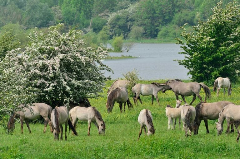 Konik paarden en bloeiende meidoorn.