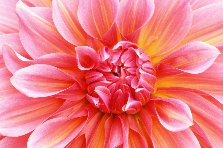 Macro fotografie van een Dahlia bloem