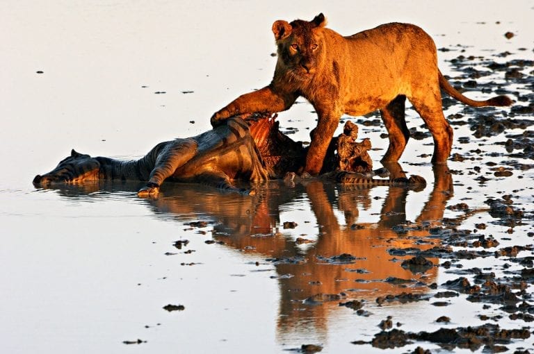 Young male lion on zebra carcass