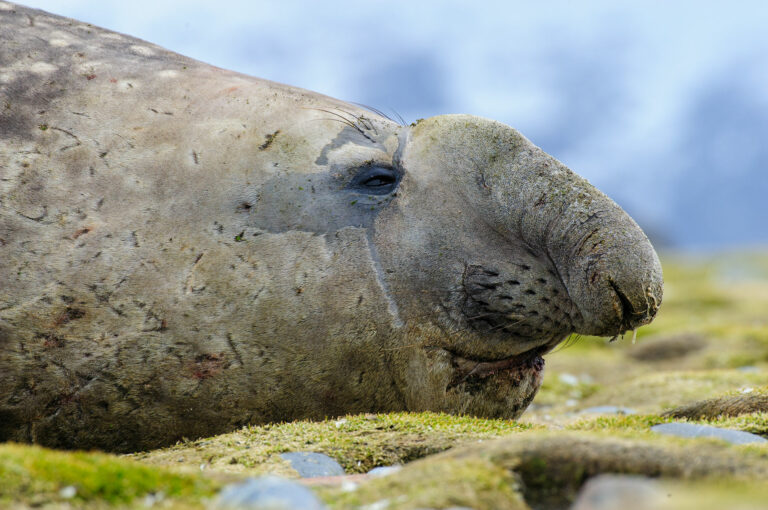 Zuidelijke zeeolifant portret