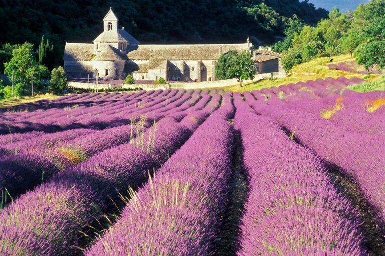 Lavender field and monastery Abbaye de Senanque.