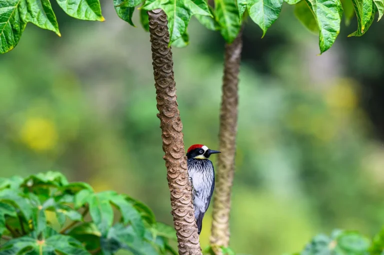 Acorn woodpecker