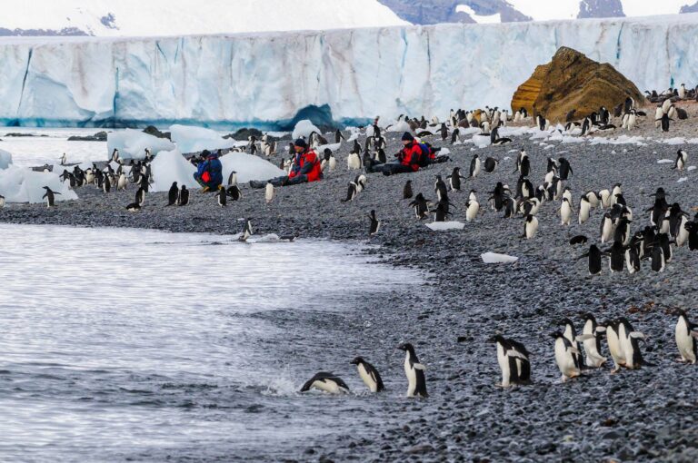 Penguins and tourists on pebble beach