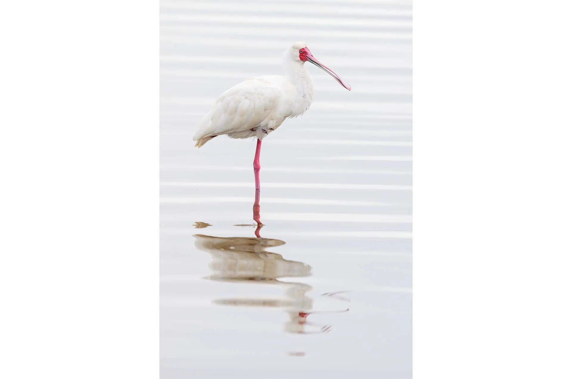 African spoonbill