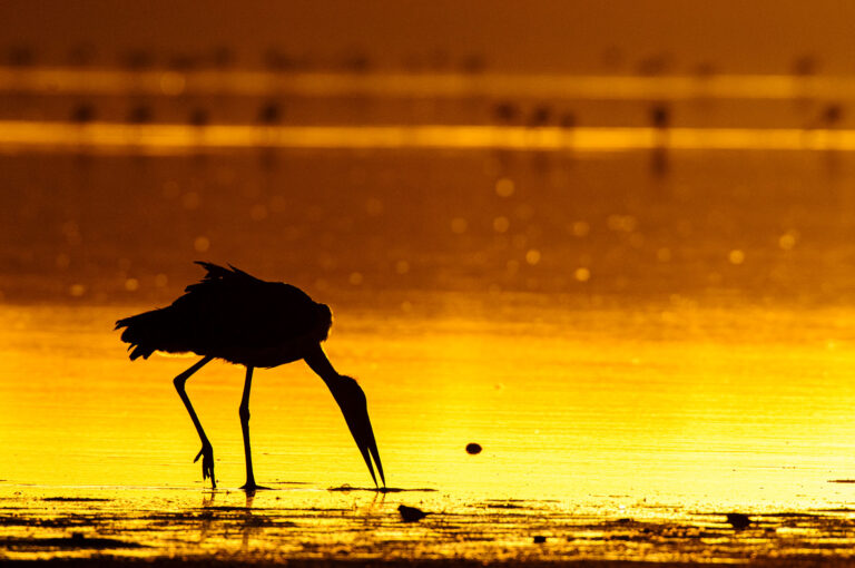 Maraboe silhouet tegen oranje reflectie op water van de zonsopkomst