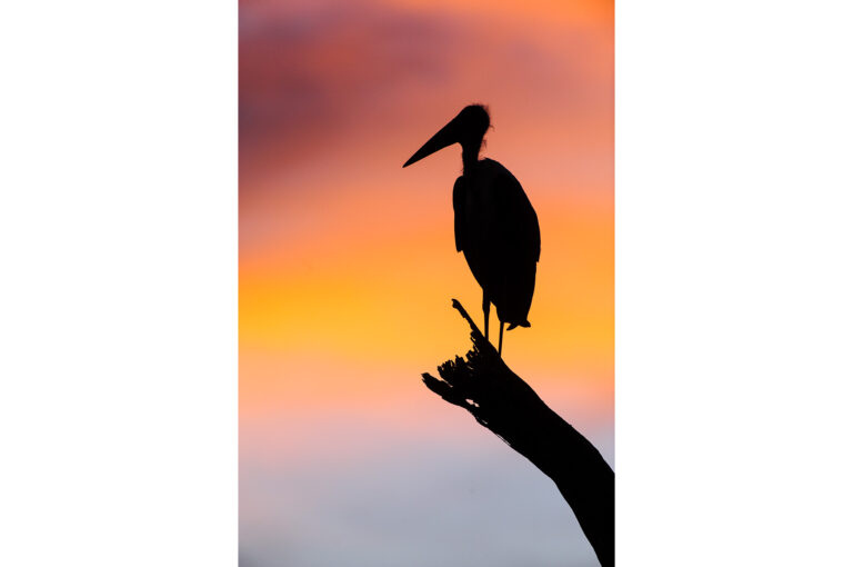 Een Afrikaanse maraboe als silhouet in boom bij zonsopkomst