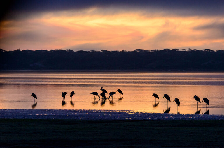 Rijtje Afrikaanse maraboe ooievaars net voor zonsopkomst staand in water van Lake Ndutu.