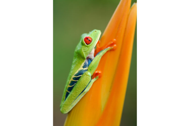 Agalychnis callidryas tree frog on Heliconia flower