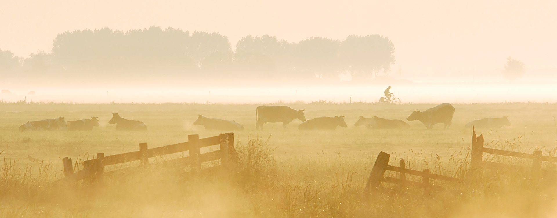 Morning fog, cows and cyclist