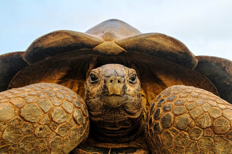 An Aldabra giant tortoise close-up