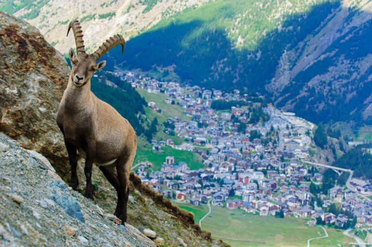 Steenbok met Saas Fee in achtergrond