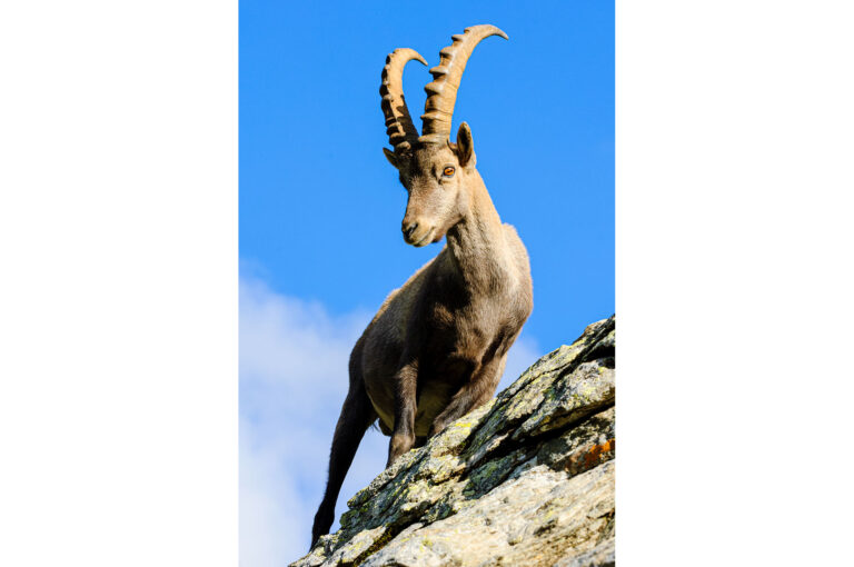 Steenbok op rotswand