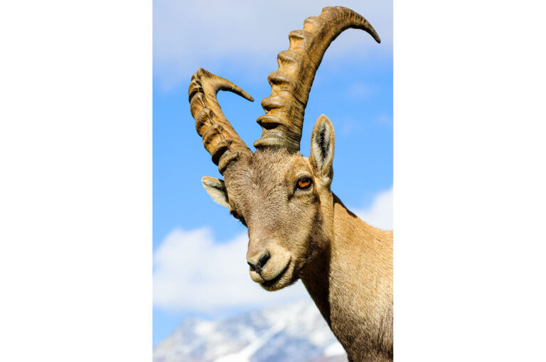 Portrait of an alpine ibex