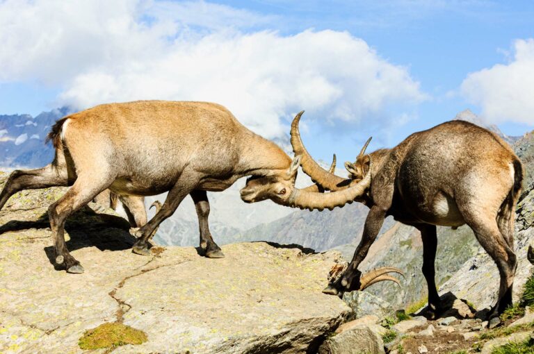 Alpine ibex play fight