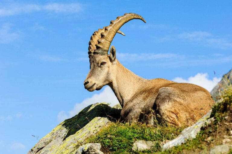 Resting ibex