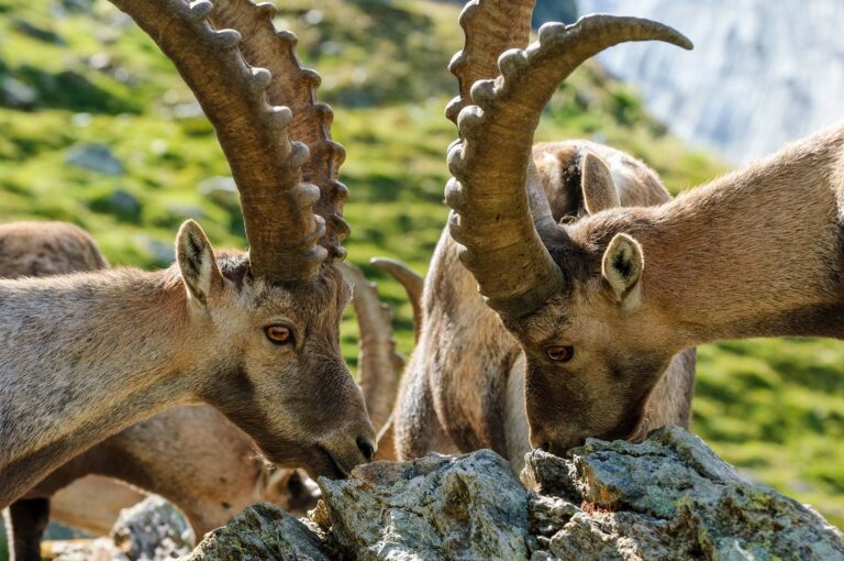 Ibexes at a salt lick