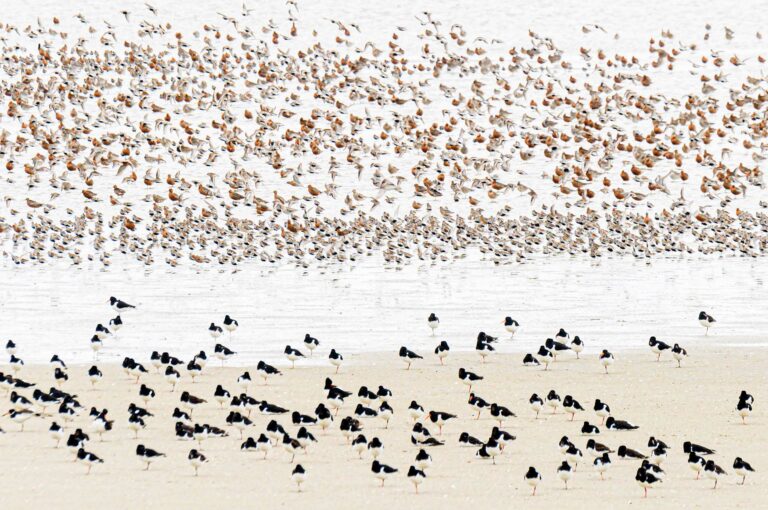 Waders on a sandbank