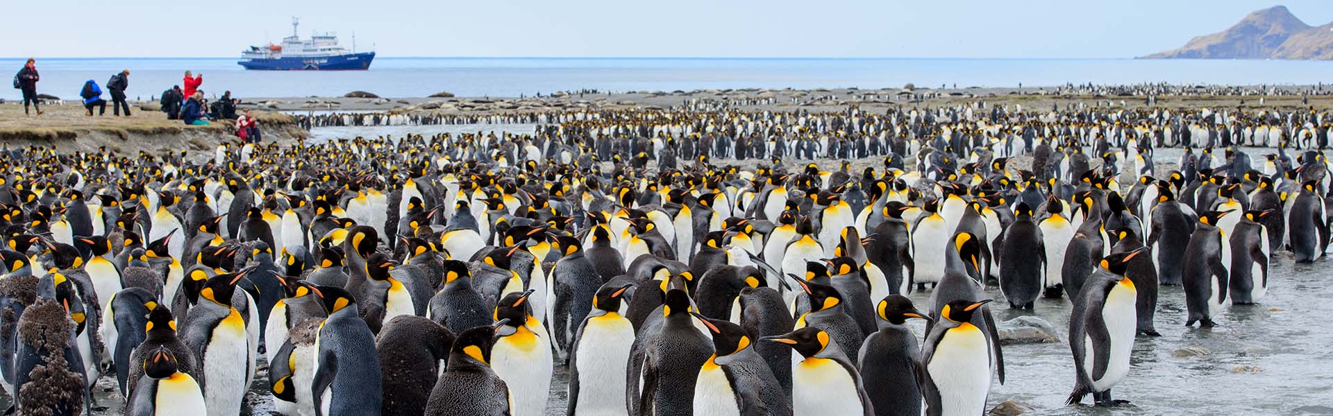 Toeristen bezoeken een strand met koningspinguïns op South Georgia.