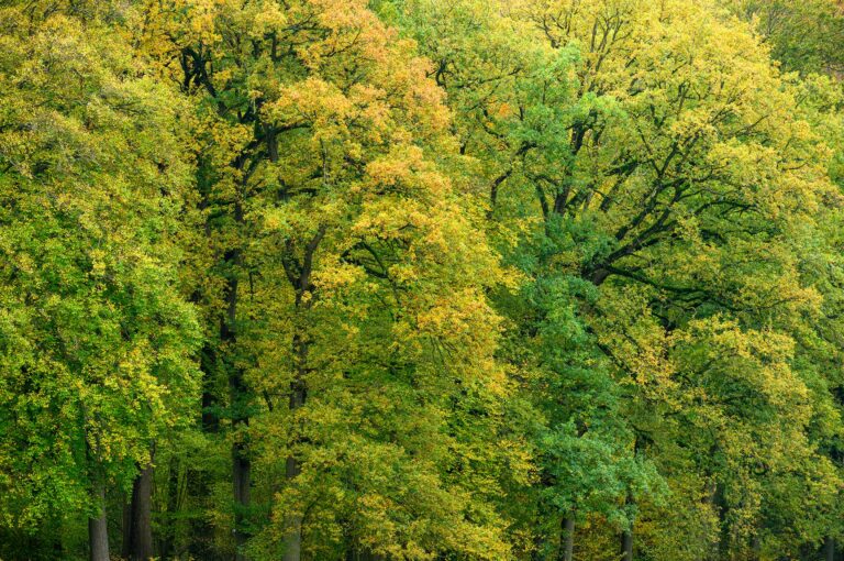 Trees with autumn colors