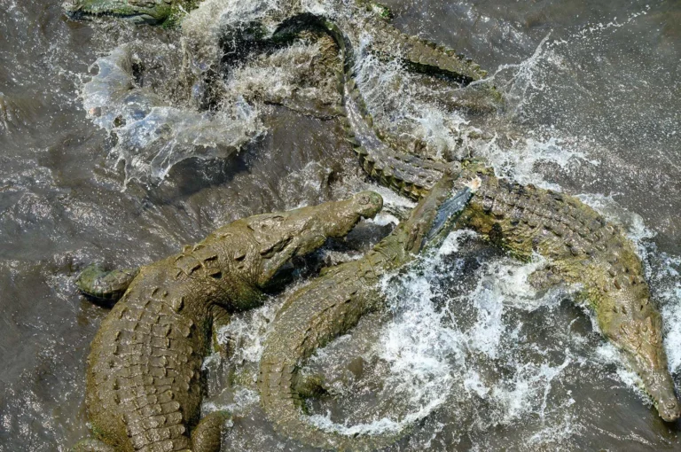 American crocodiles