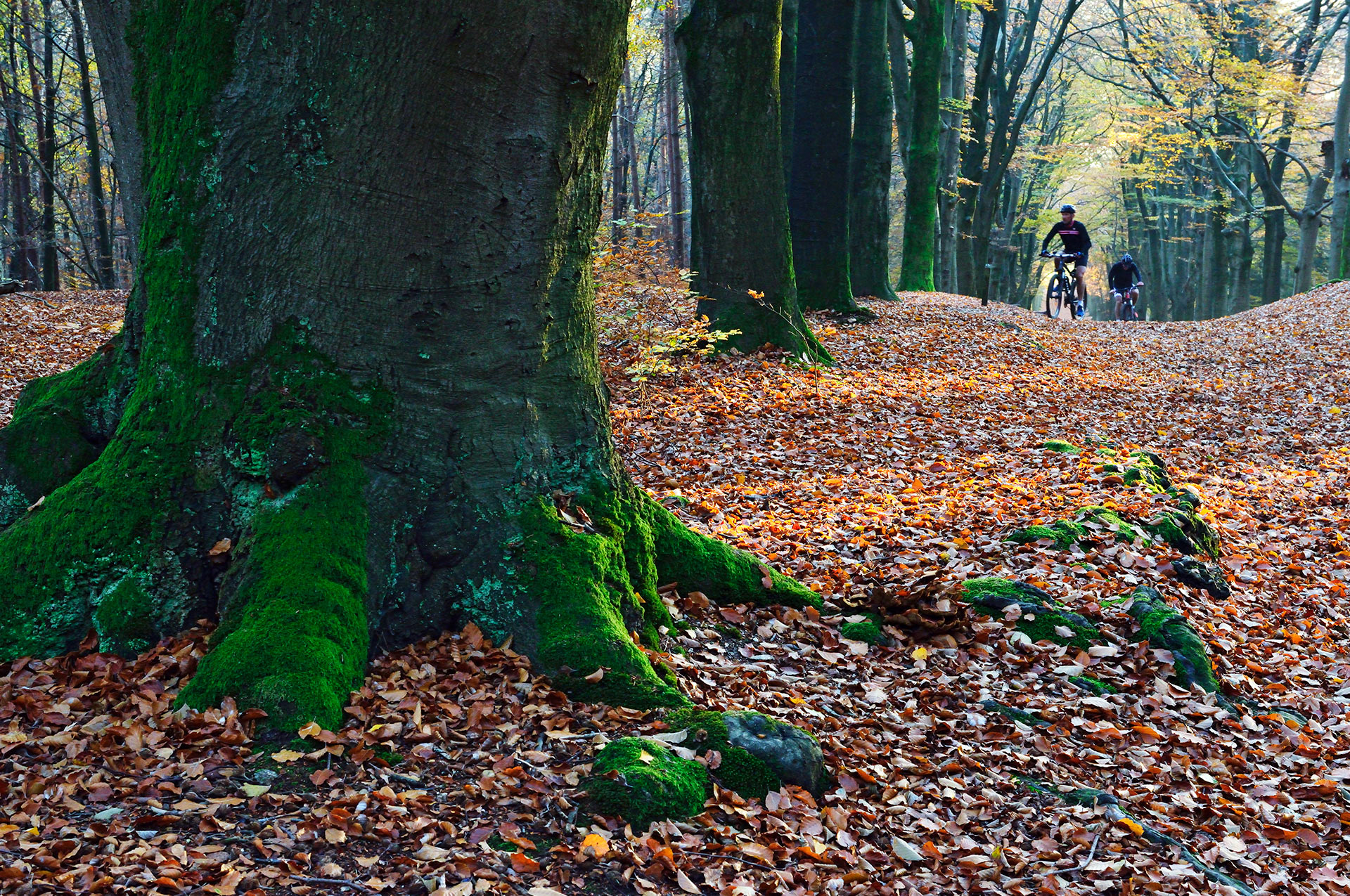 Mountainbikers on the Amerongse Berg