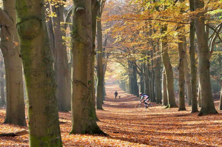 A mountainbiker is crossing a beech lane