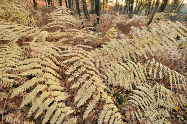 Beautiful yellowish colored fern leafs