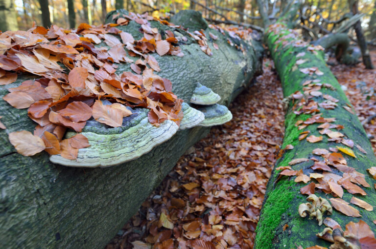 Mushrooms on a fallen tree