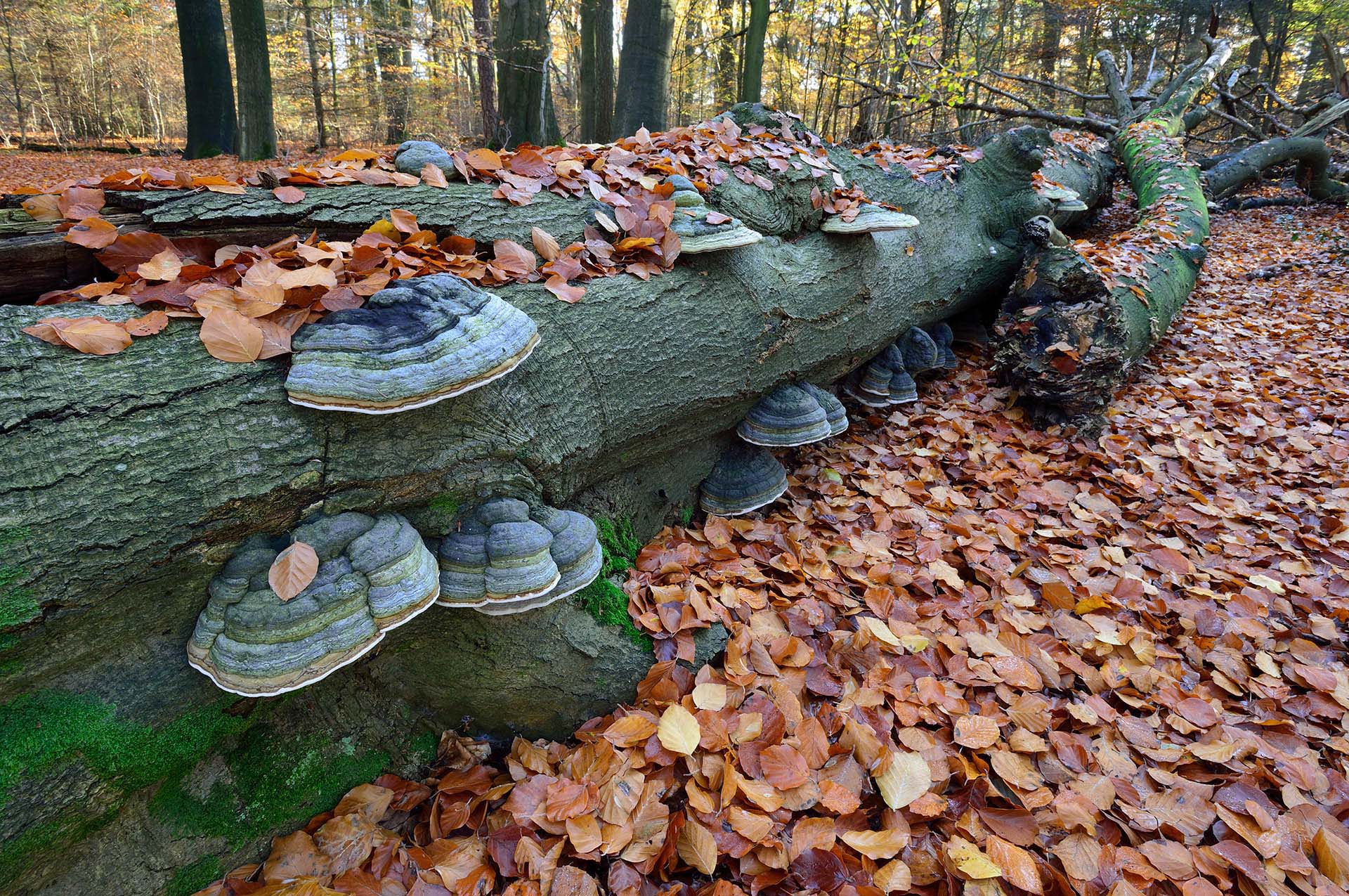 Mushrooms on a fallen tree in the forest of Ameronge Bos