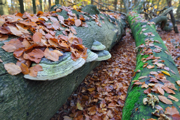 Paddenstoelen op een omgevallen boom