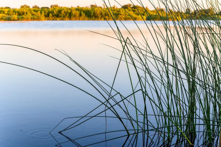 Stems of rushes in water