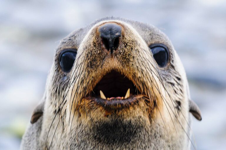A fur seal show its teeth in a close up portrait.