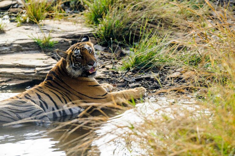 Tiger lying in shallow pool of water.
