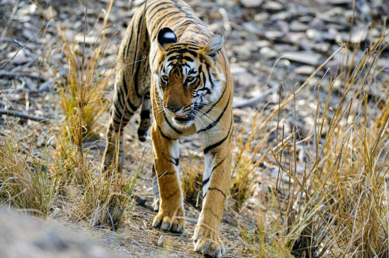 Een tijger lopend tussen gras.