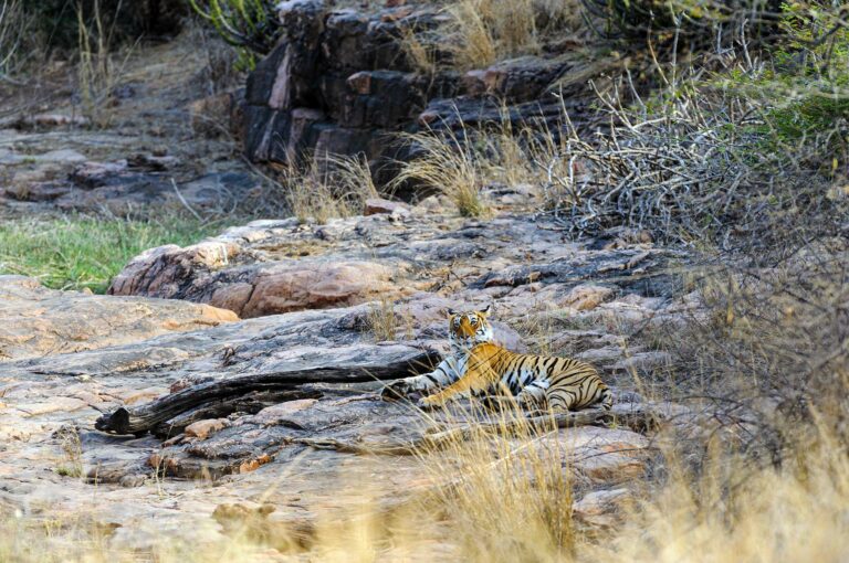 Tiger resting in a rocky setting of Ranthambore.