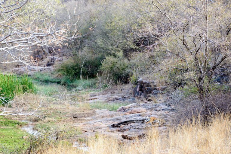 Sleeping tiger in rocky surroundings.