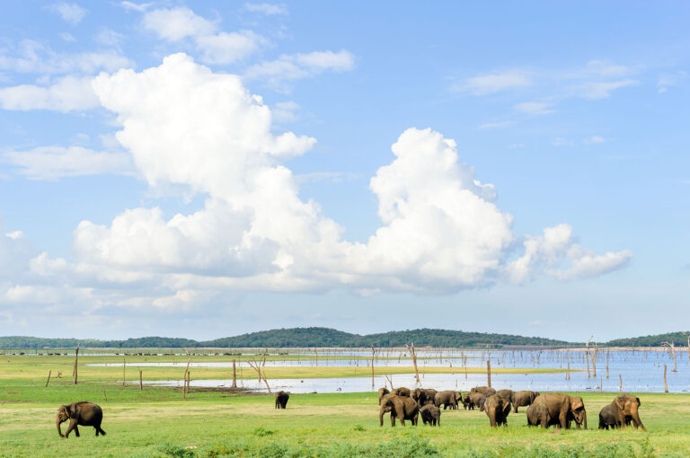 A herd of Asian elephants on a meadow, with a lake in the background.