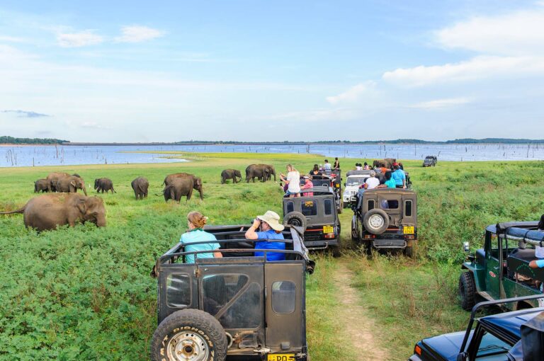 A herd of Asian elephants is being watched by tourists in 4x4 jeeps.
