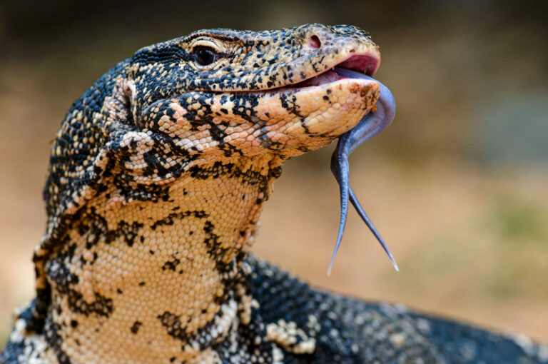Portrait of a water monitor.